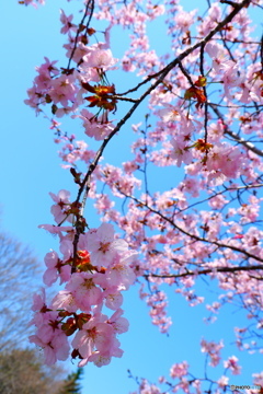 2025桜③