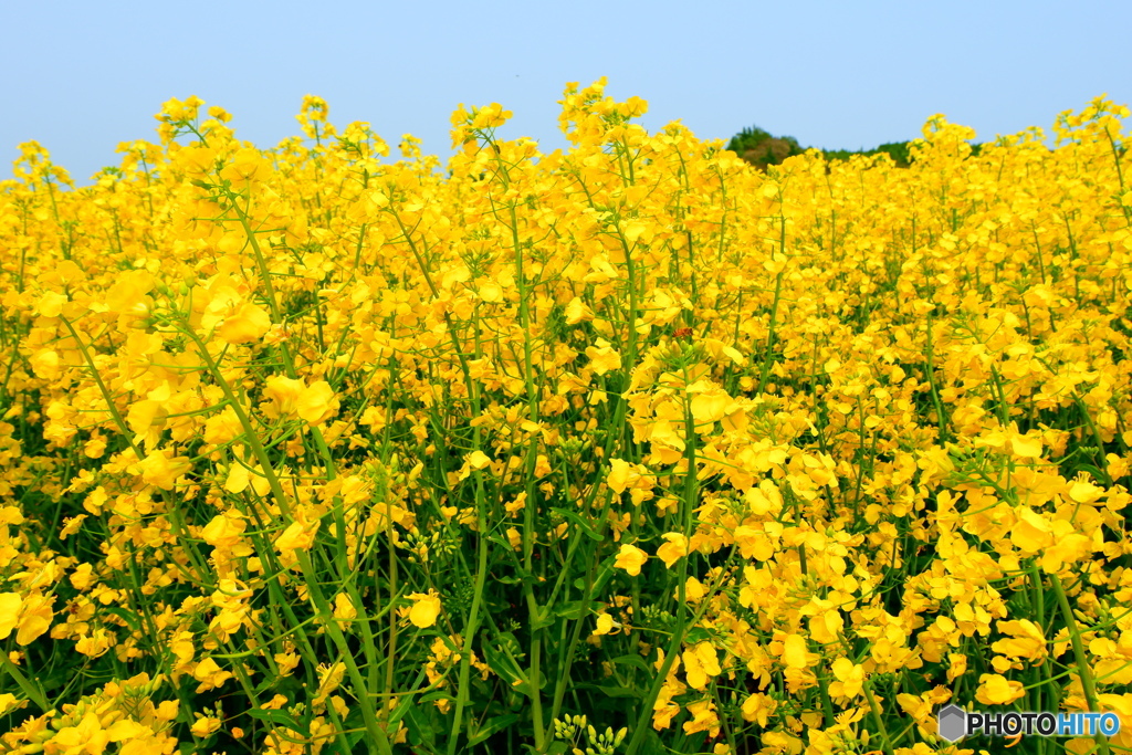 2025の菜の花⑥