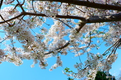 2025桜⑤