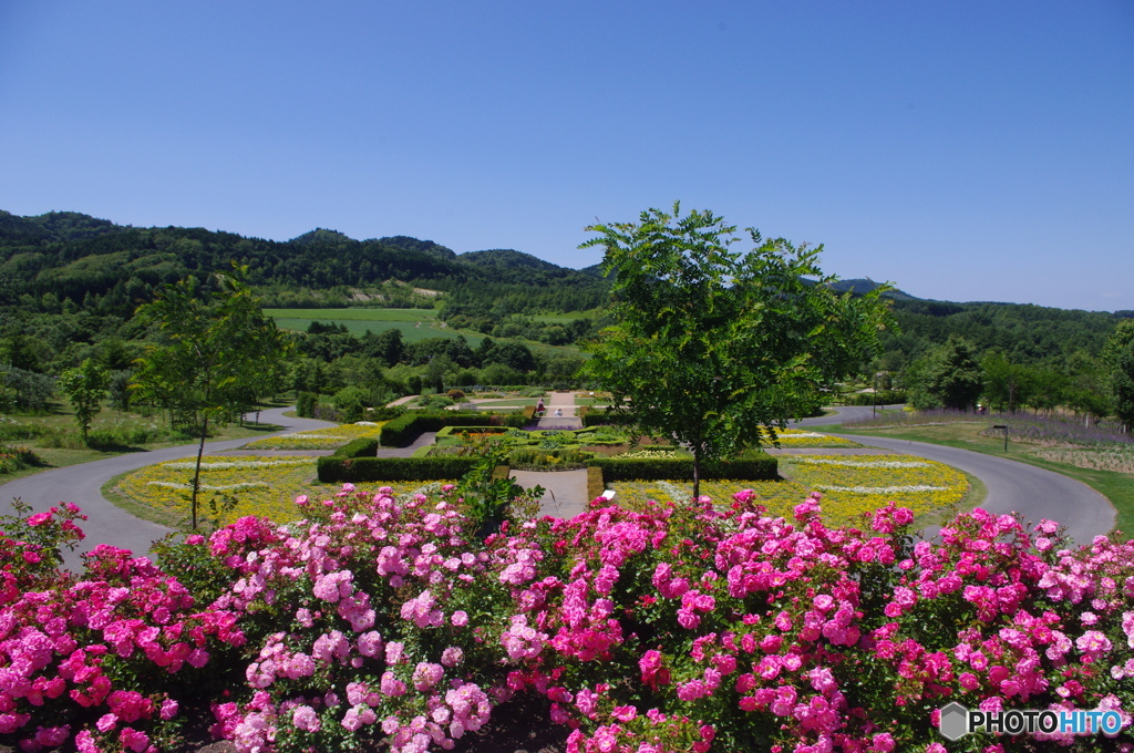 薔薇園