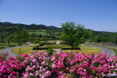 薔薇園