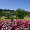 薔薇園