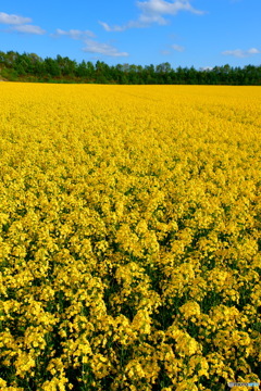 2025の菜の花④