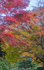 1000033197　もみじ　紅の装い