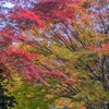 1000033197　もみじ　紅の装い