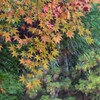 1000033141　もみじ　紅葉　2