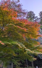 1000033133　紅葉　もみじ　3
