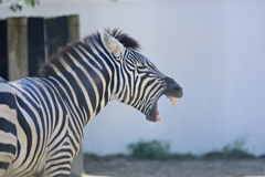 安佐動物公園　しまうま