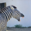 安佐動物公園　しまうま