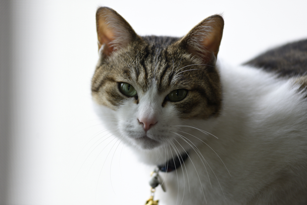 愛猫