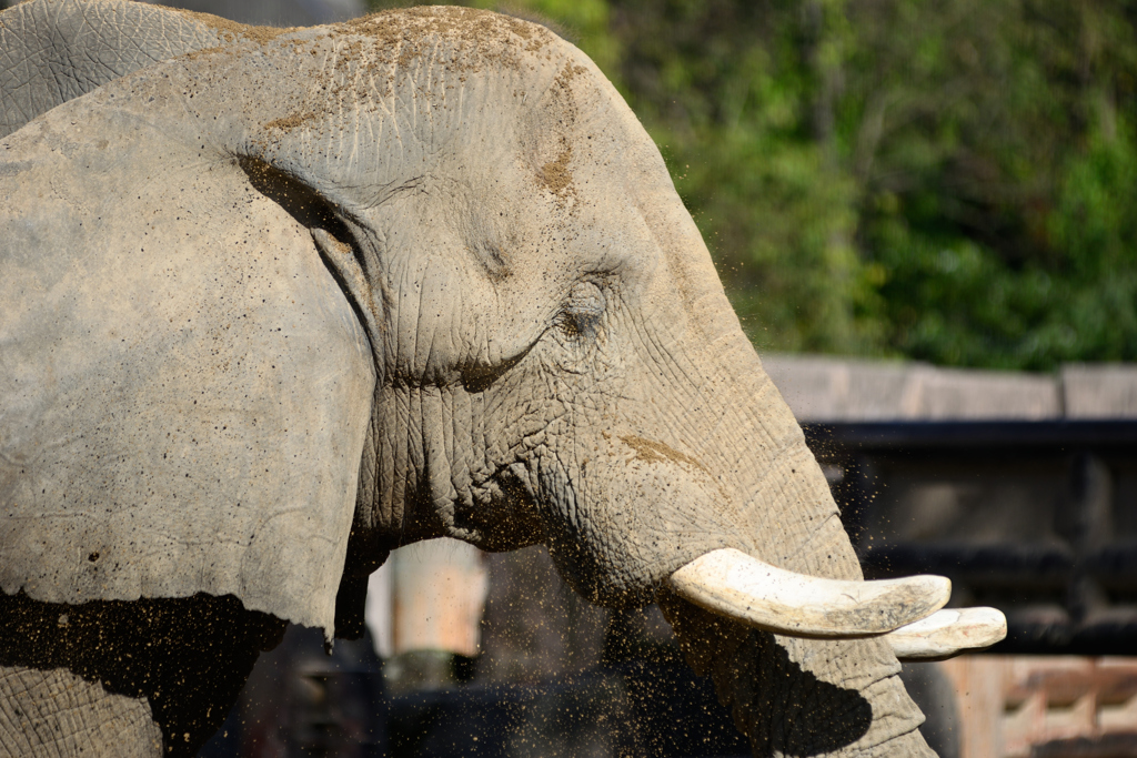 安佐動物公園　ぞう