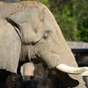 安佐動物公園　ぞう