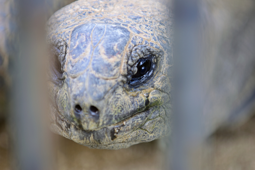 安佐動物公園　リクガメ