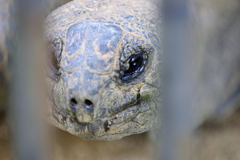 安佐動物公園　リクガメ