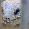 安佐動物公園　リクガメ