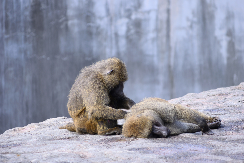 安佐動物公園　ヒヒ