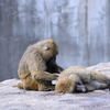安佐動物公園　ヒヒ