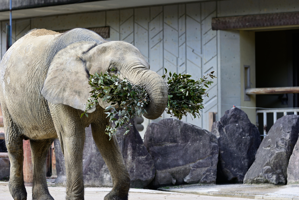 安佐動物公園　ぞう