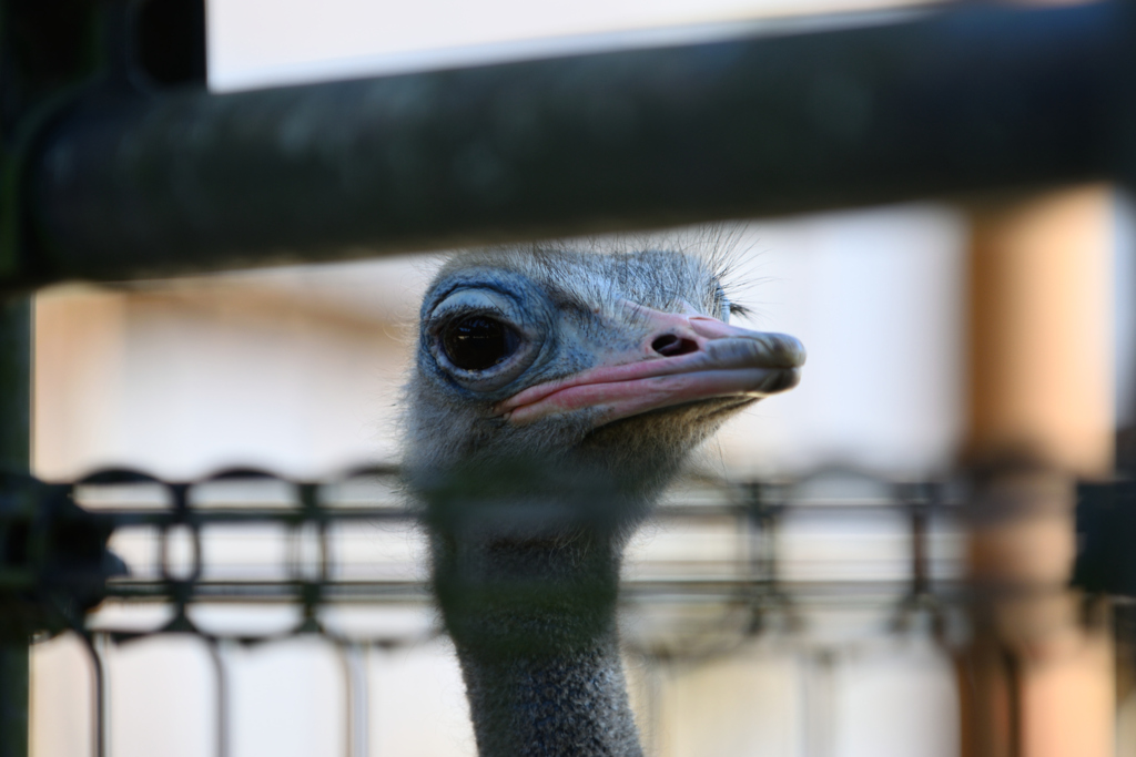 安佐動物公園　だちょう