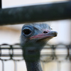 安佐動物公園　だちょう