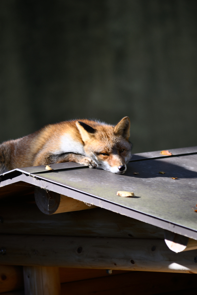 安佐動物公園　きつね