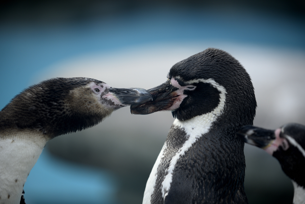 ペンギンちょちょくり合い