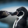 ペンギンちょちょくり合い