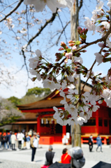 桜と本殿