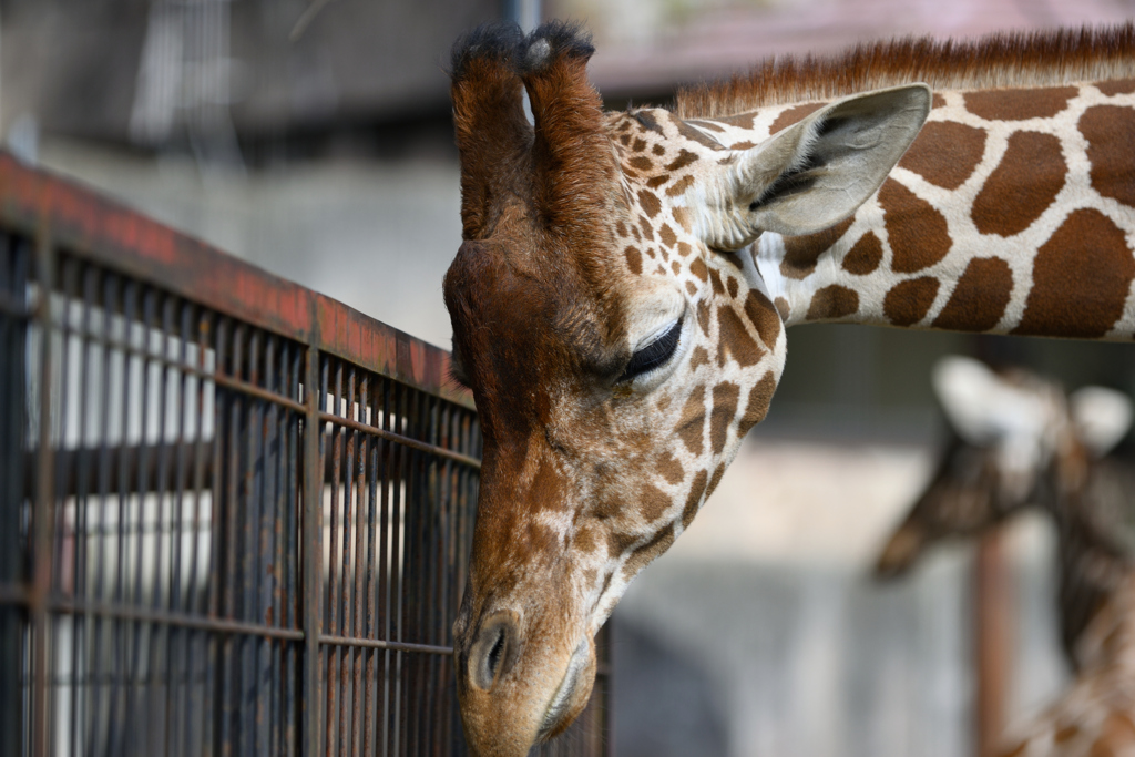 安佐動物公園　キリン