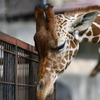 安佐動物公園　キリン