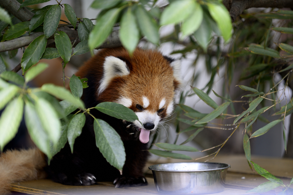 レッサーパンダ２