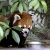 レッサーパンダ２