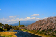 富士山と桜