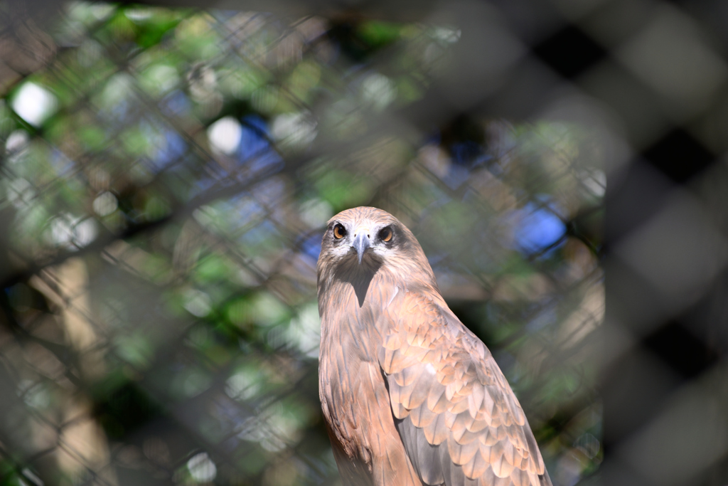 安佐動物公園　とり