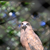 安佐動物公園　とり
