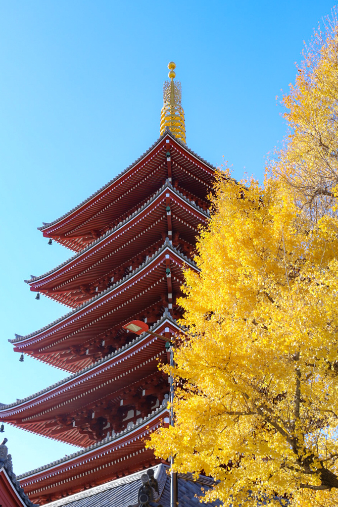 イチョウと五重塔