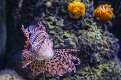 ハナミノカサゴ　四国水族館