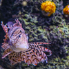 ハナミノカサゴ　四国水族館