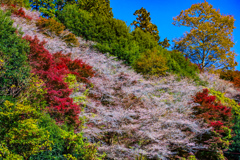 四季桜と紅葉⑧