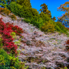 四季桜と紅葉⑧