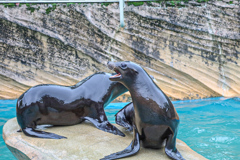 アシカ　東山動植物園①