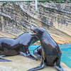 アシカ　東山動植物園①