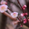 梅④