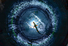 ヨシキリザメ　四国水族館【神無月の景】①