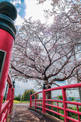 赤橋と桜