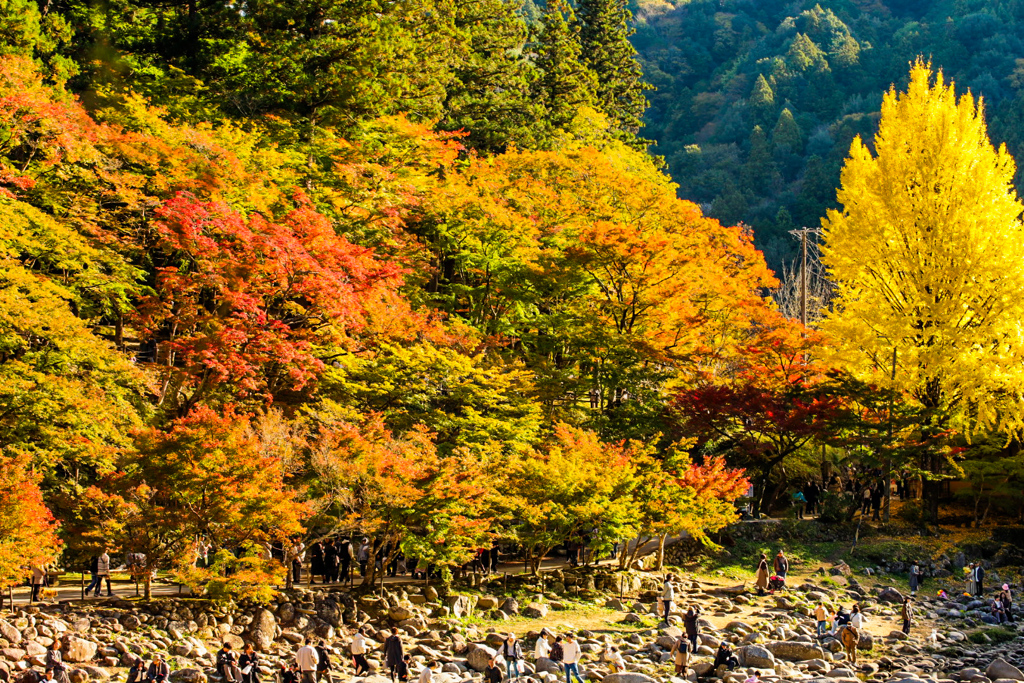 香嵐渓　紅葉狩り⑦