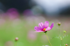 風に揺れる秋桜