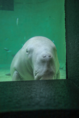 ジュゴン　鳥羽水族館