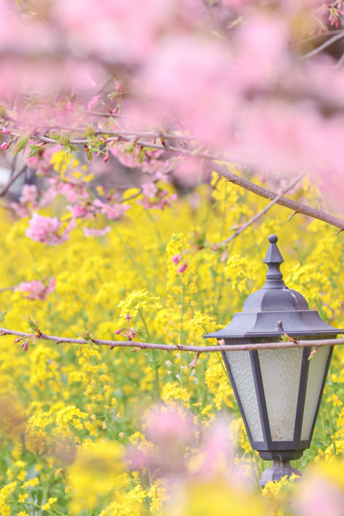 河津桜と菜の花①