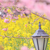 河津桜と菜の花①